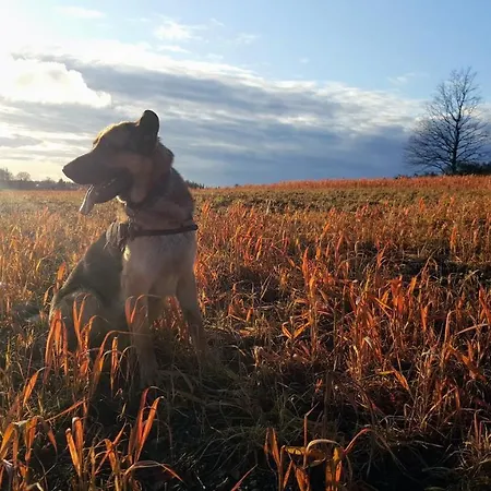 Mala Cegielnia - Balia Z Babelkami I Sauna Na Wylacznosc W Lesnym Klimacie * ゴウビエ