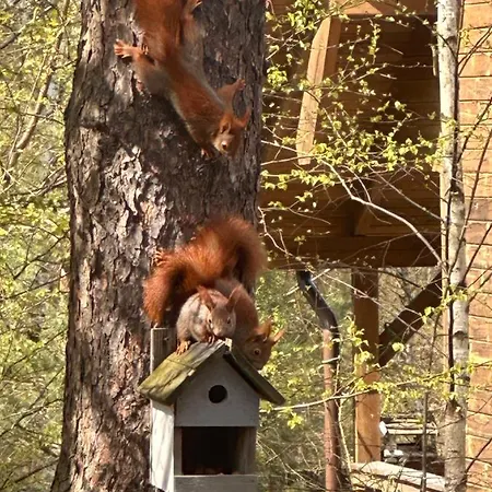 Mala Cegielnia - Balia Z Babelkami I Sauna Na Wylacznosc W Lesnym Klimacie *